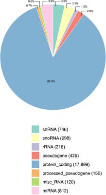 Network Analyses Predict Small RNAs That Might Modulate Gene Expression in the Testis and Epididymis of Bos indicus Bulls